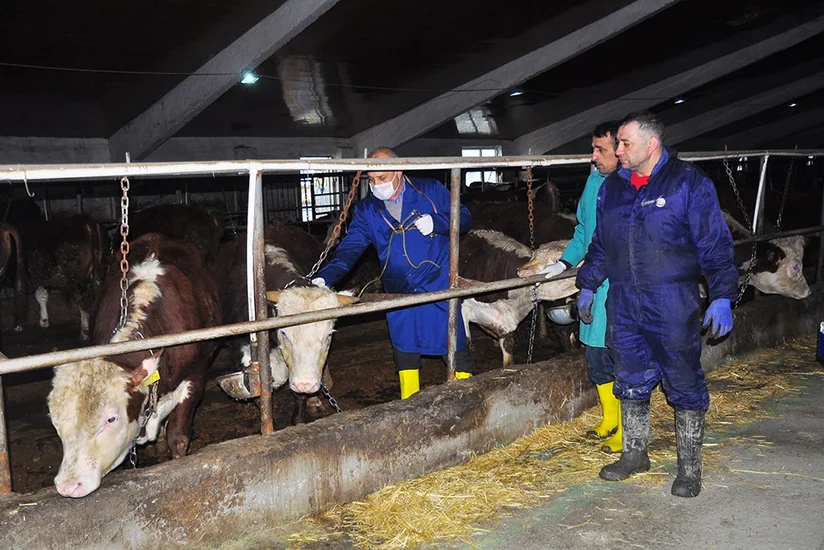 Ağsuda heyvanlar arasında iti yoluxucu xəstəliklərə qarşı profilaktik tədbirlər aparılır