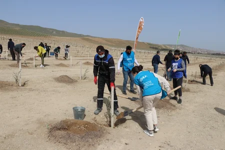 Bakı və Tərtərdə daha 1 225 ədəd müxtəlif cinsli ağac əkilib