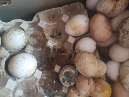 Yumurta Kamil saxlanıldı