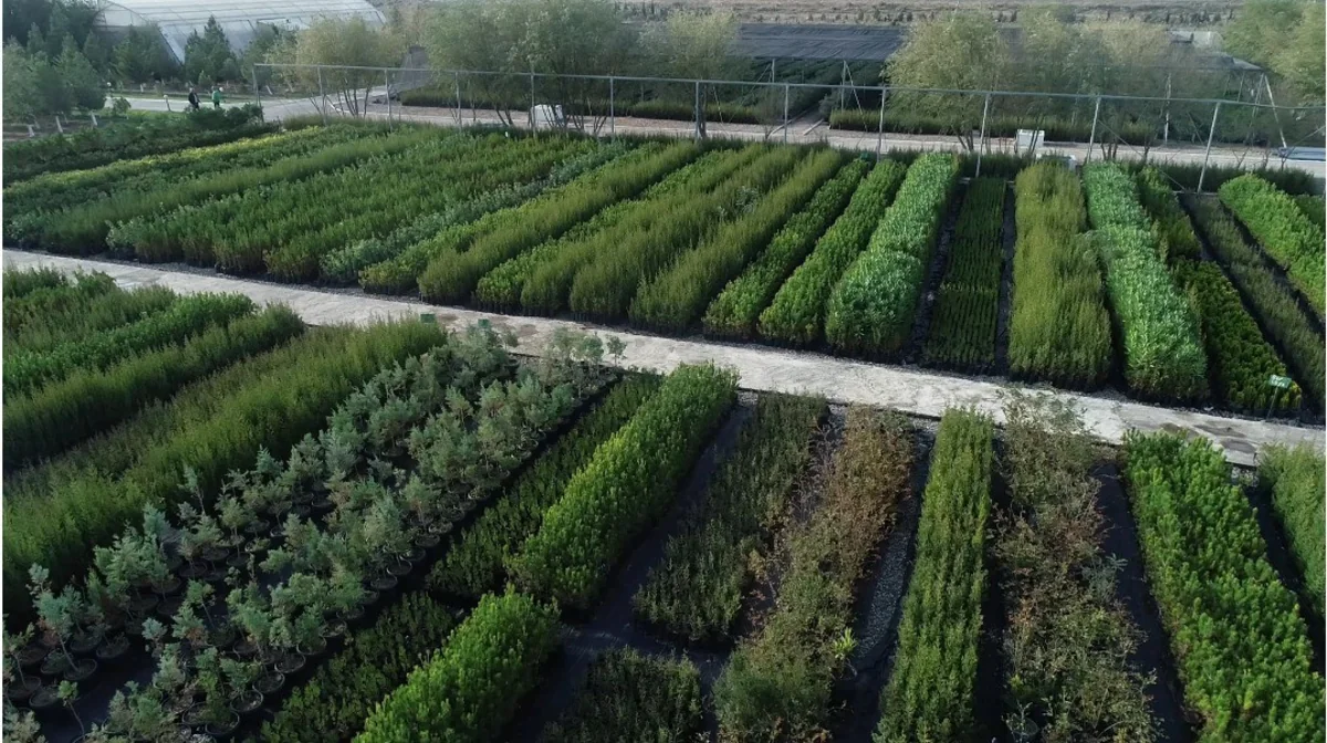 Azərbaycanda rekord sayda ağac əkiləcək