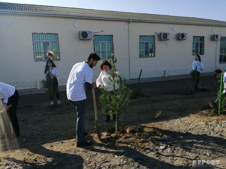 Payız ağacəkmə kampaniyası Şirvan şəhərində davam etdirilib