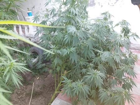 Gəncədə narkotik bitkilər becərməkdə şübhəli bilinən şəxs saxlanılıb