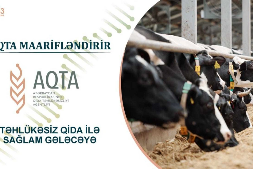 Bruselyoz xəstəliyi nədir və necə yayılır?