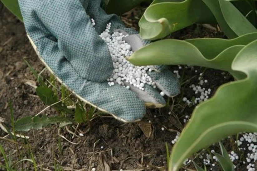 Azərbaycanda mineral gübrələrin güzəştli qiymətlə satılması təklif edilir