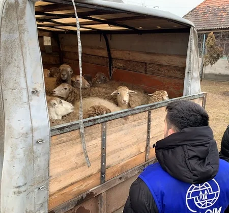 Ötən il 448 miqrant könüllü şəkildə xaricdən Azərbaycana qayıdıb