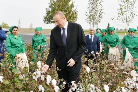 Azərbaycan Prezidenti Ağcabədi rayonunun Hindarx qəsəbəsində pambıq sahəsi ilə tanış olub