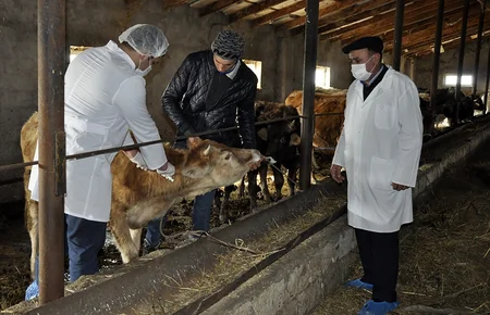 Kürdəmirdə heyvanlar arasında profilaktik peyvəndləmə tədbirləri aparılır