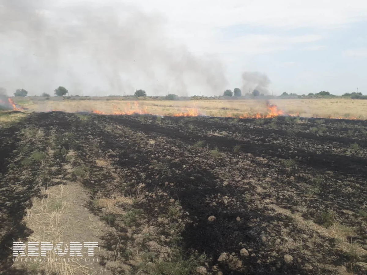 В Уджаре сгорело скошенное зерновое поле