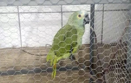 Braziliya polisi narkotik alverçilərinin tutuquşusunu saxlayıb - FOTO - VİDEO