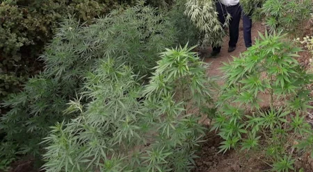 Lənkəranda çətənə bitkiləri yetişdirən şəxslər saxlanılıb