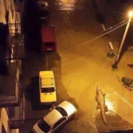 ​Tbilisidə zoopark dağılıb, heyvanlar şəhər küçələrinə axışıb - FOTO