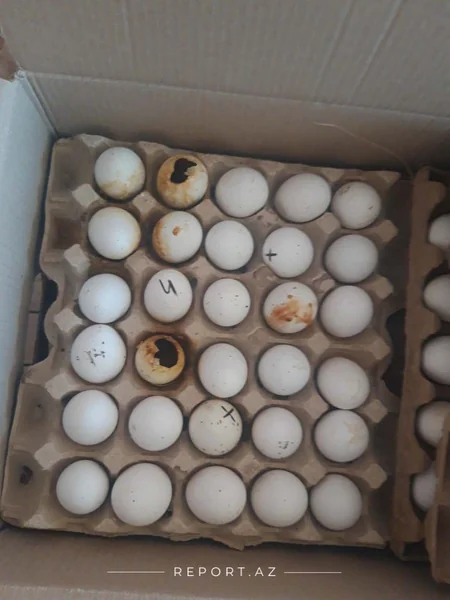 Yumurta Kamil saxlanıldı