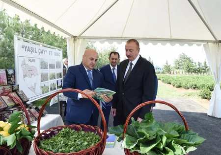 Prezident İlham Əliyev Lənkəranda “Yaşıl Çay” plantasiyası ilə tanış olub
