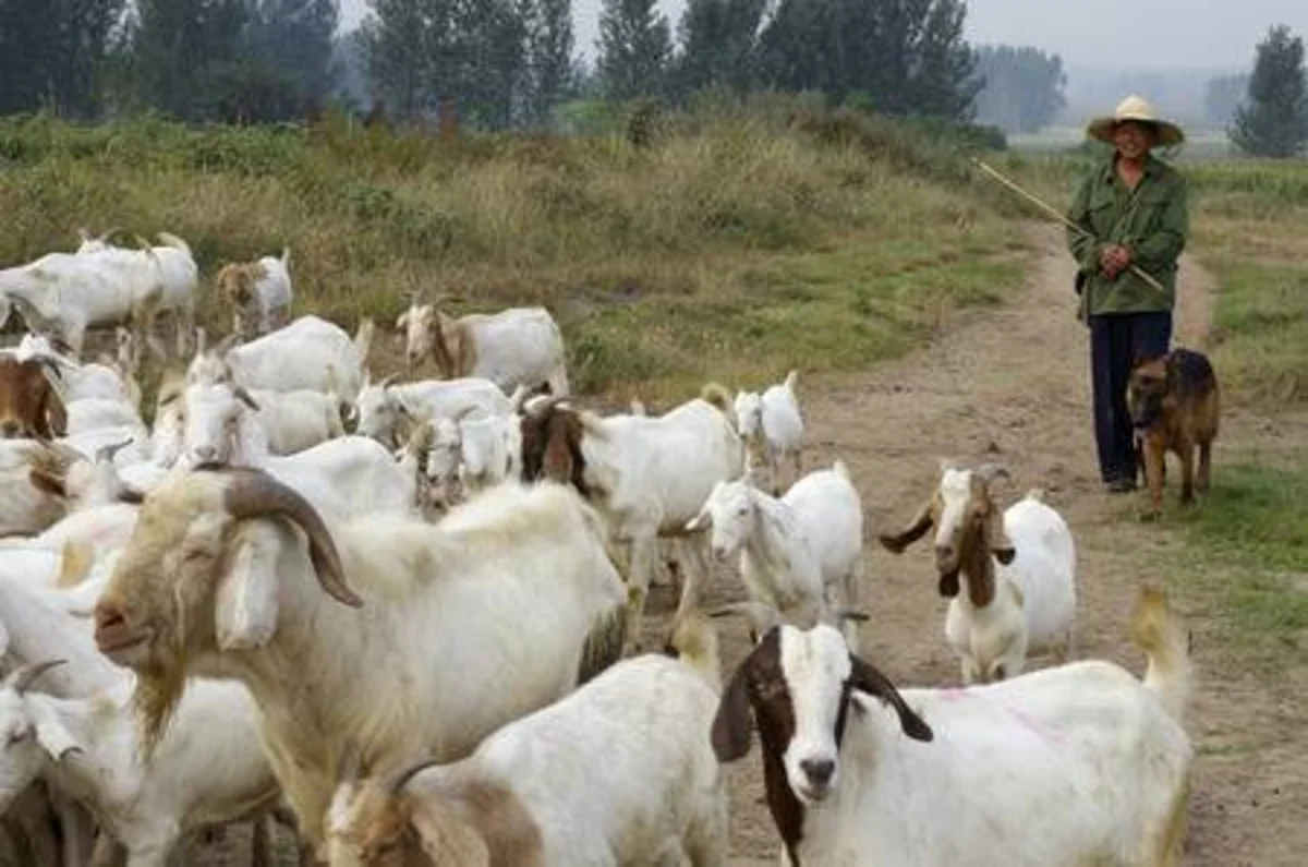 Xızıda çobanın 40 keçisi zorla əlindən alındı