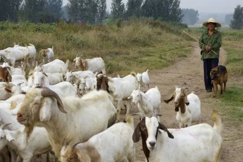 Xızıda çobanın 40 keçisi zorla əlindən alındı