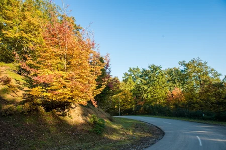 Lənkəranda “Qızıl payız” - FOTOREPORTAJ