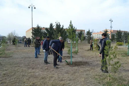 Yevlaxda ağacəkmə aksiyası keçirildi