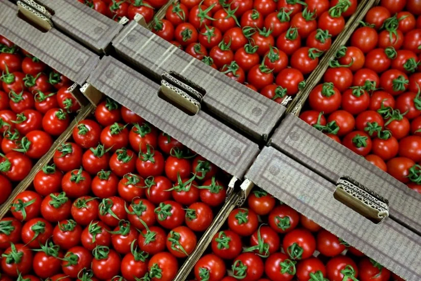 Russia allows 12 more Azerbaijani companies to export tomatoes, apples