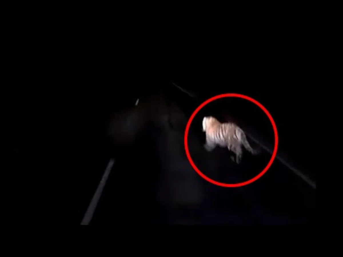 Sürücü nəsli tükənməkdə olan heyvanı vurub öldürdü - VİDEO