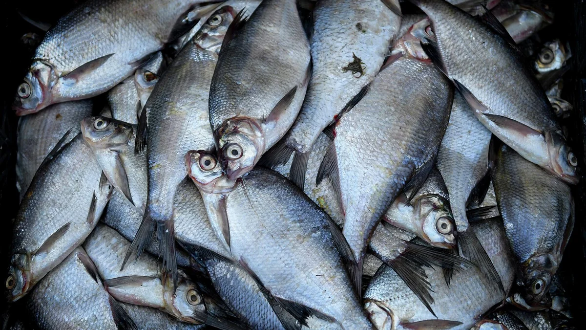 Подмосковная компания поставит в Азербайджан рыбную продукцию на $200 тыс.