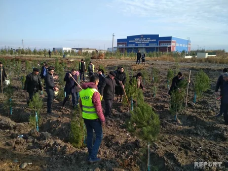 Bərdədə ağacəkmə aksiyası keçirilib - FOTO