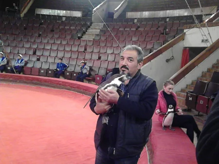 Bakı Dövlət Sirkində ilk dəfə olaraq pinqvinlər manejə çıxacaq - FOTO