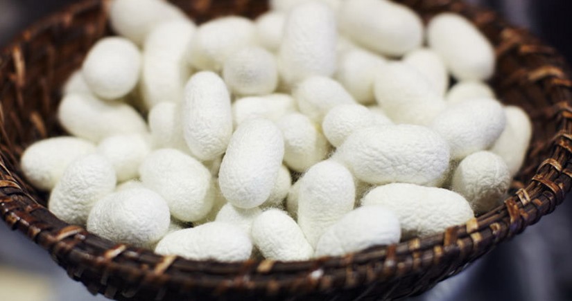 China's Xinhua writes on revival of sericulture in Azerbaijan