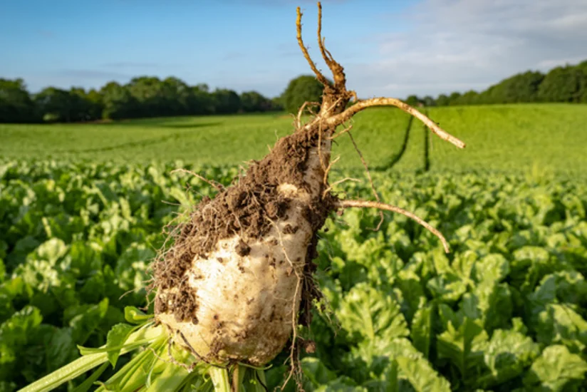Azərbaycanda gələn il 30-a yaxın rayonda şəkər çuğundurunun əkilməsi planlaşdırılır