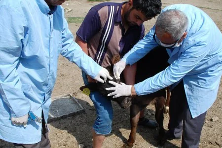 Baytarlıq Xidməti Qobustanda epizootiya əleyhinə tədbirlər aparır