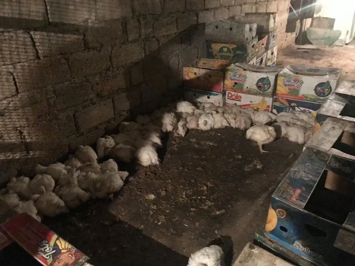 Bakıda daha bir quş kəsimi sexi bağlandı