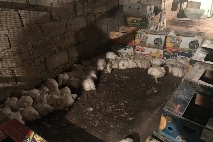Bakıda daha bir quş kəsimi sexi bağlandı