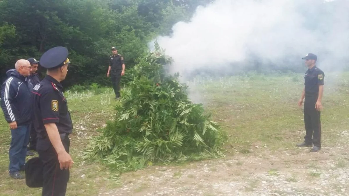 Qubada 3,2 ton narkotik tərkibli bitkilər məhv edildi