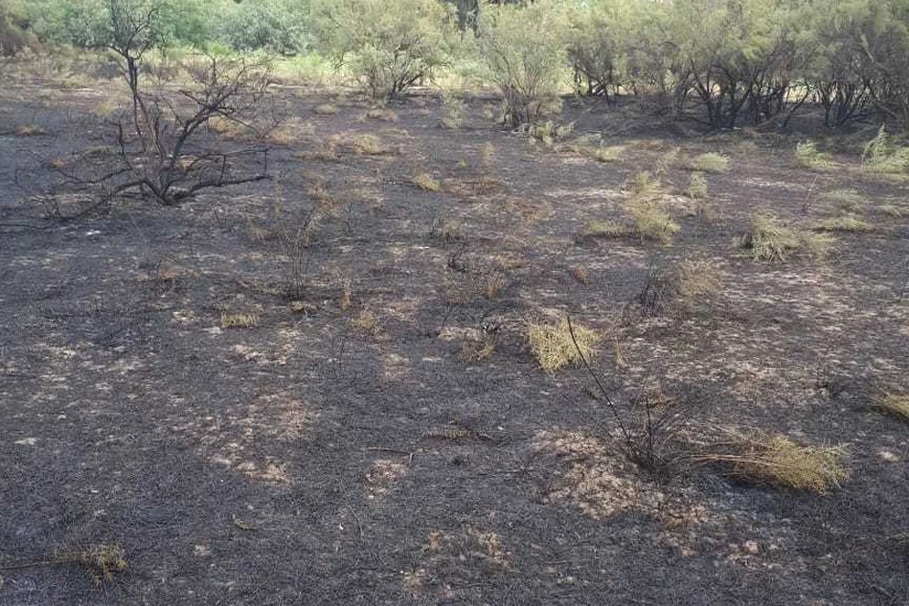 Пожар в лесничестве Джырдахан был потушен