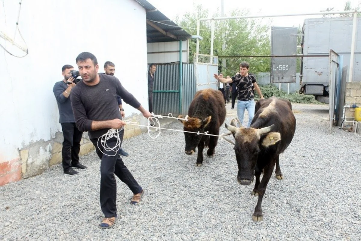 Unemployed citizens given livestock in Azerbaijan