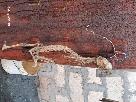 Tərtərdə tapılan naməlum heyvan skeletinə baxış keçirilib - YENİLƏNİB