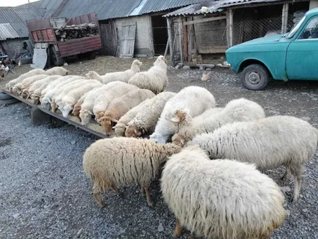 Azərbaycana könüllü qayıdan 703 nəfərə yardım edilib