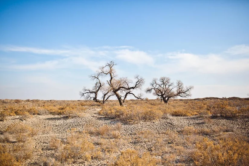 В Кыргызстане нашли уничтожающие раковые клетки вещества в цветке