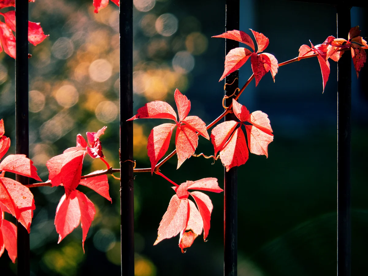 В Азербайджане сохранится ясная погода