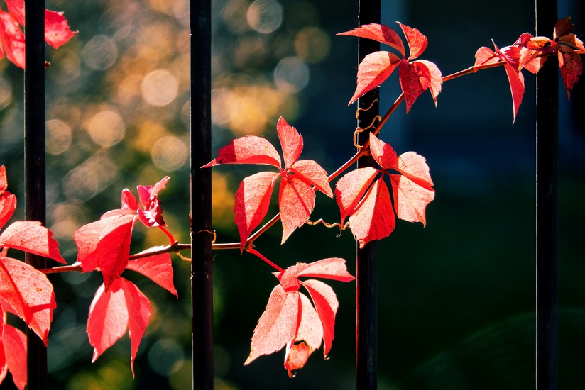 Rainless weather will continue in Azerbaijan