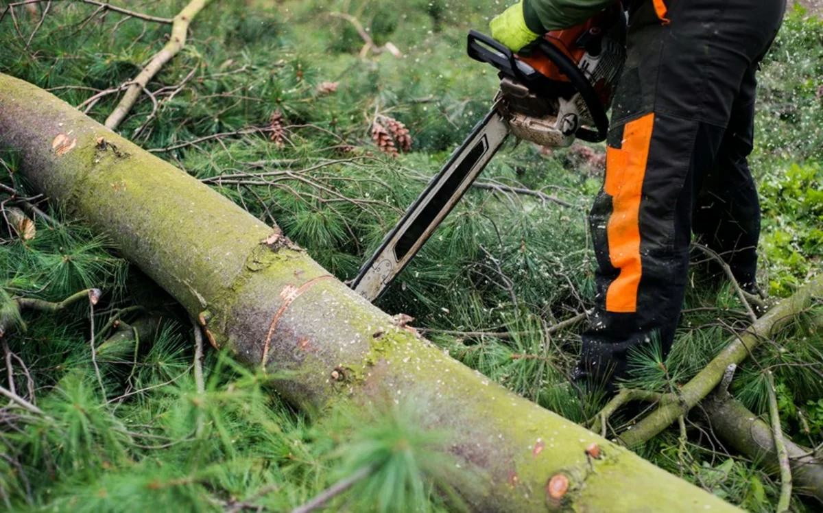 Qəbələdə ağacların qanunsuz kəsilməsi faktı ilə bağlı cinayət işi başlanıb