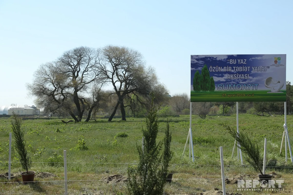 Sumqayıtda jurnalistlər ağac əkib
