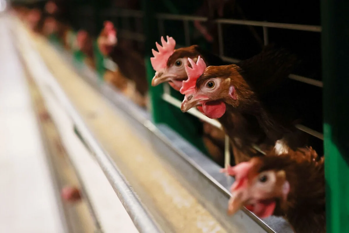 H5N1 bird flu outbreak at turkey farm in Hungary