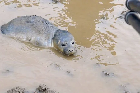5 day-old baby seal stuck in mud rescued by cows in England