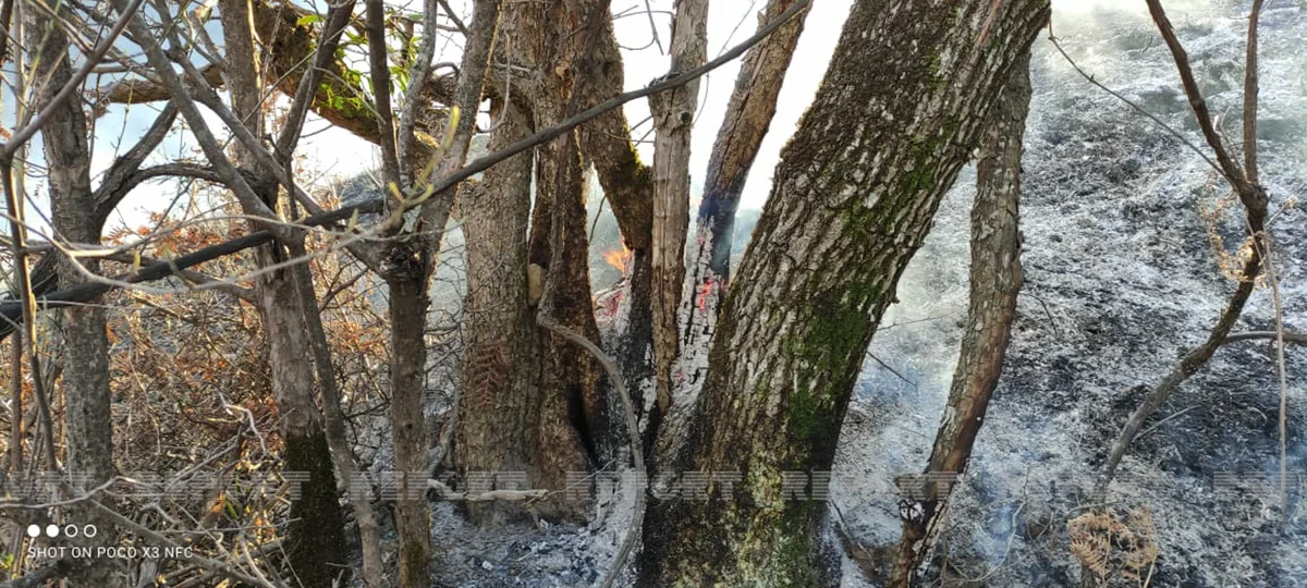 Qubada meşəlik ərazidə yanğın olub - YENİLƏNİB