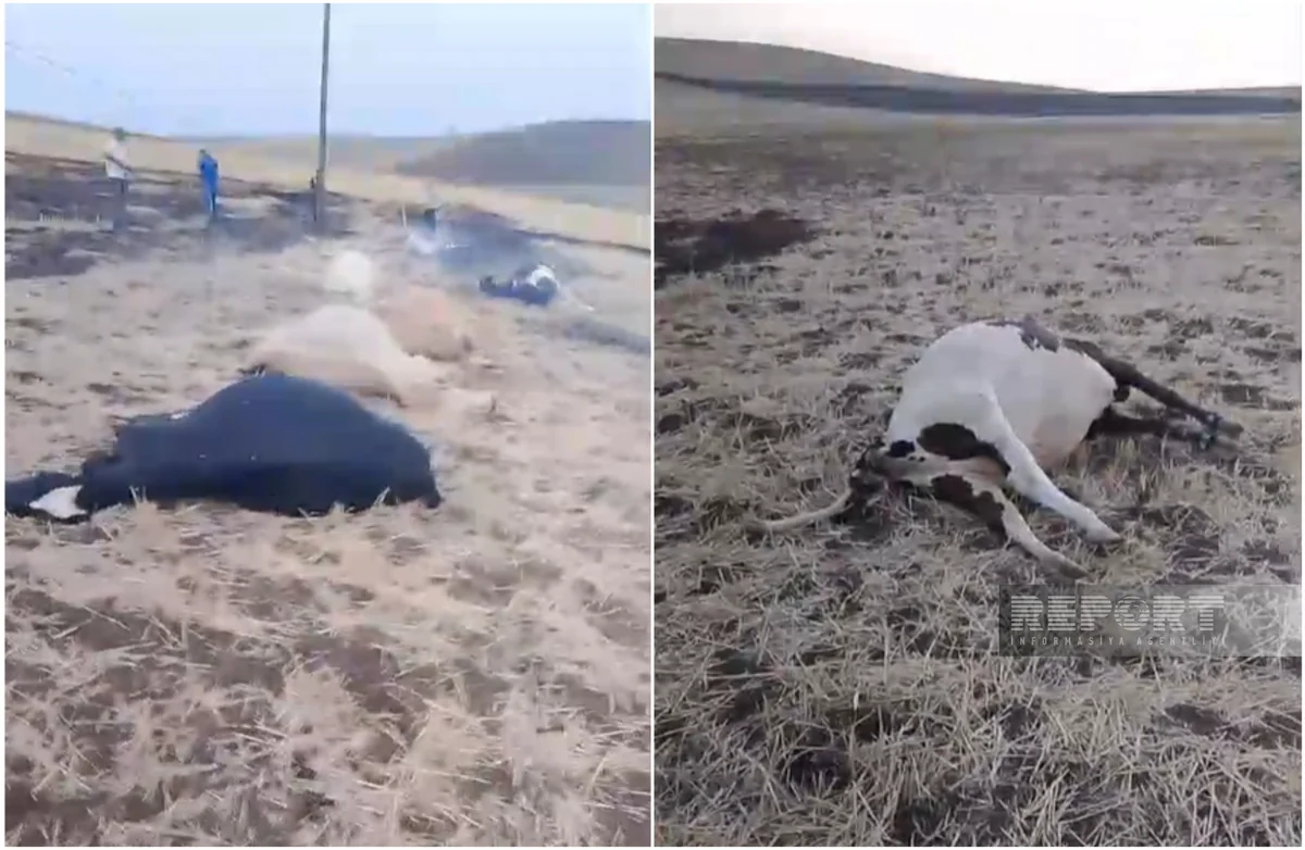 Cəlilabadda elektrik dirəkləri aşıb, 10-a yaxın iribuynuzlu heyvan tələf olub