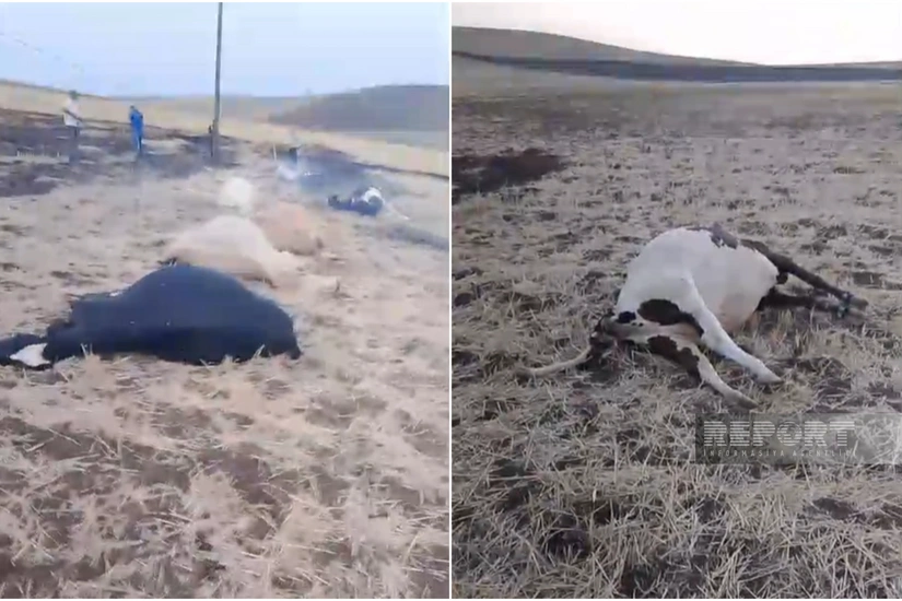 Cəlilabadda elektrik dirəkləri aşıb, 10-a yaxın iribuynuzlu heyvan tələf olub