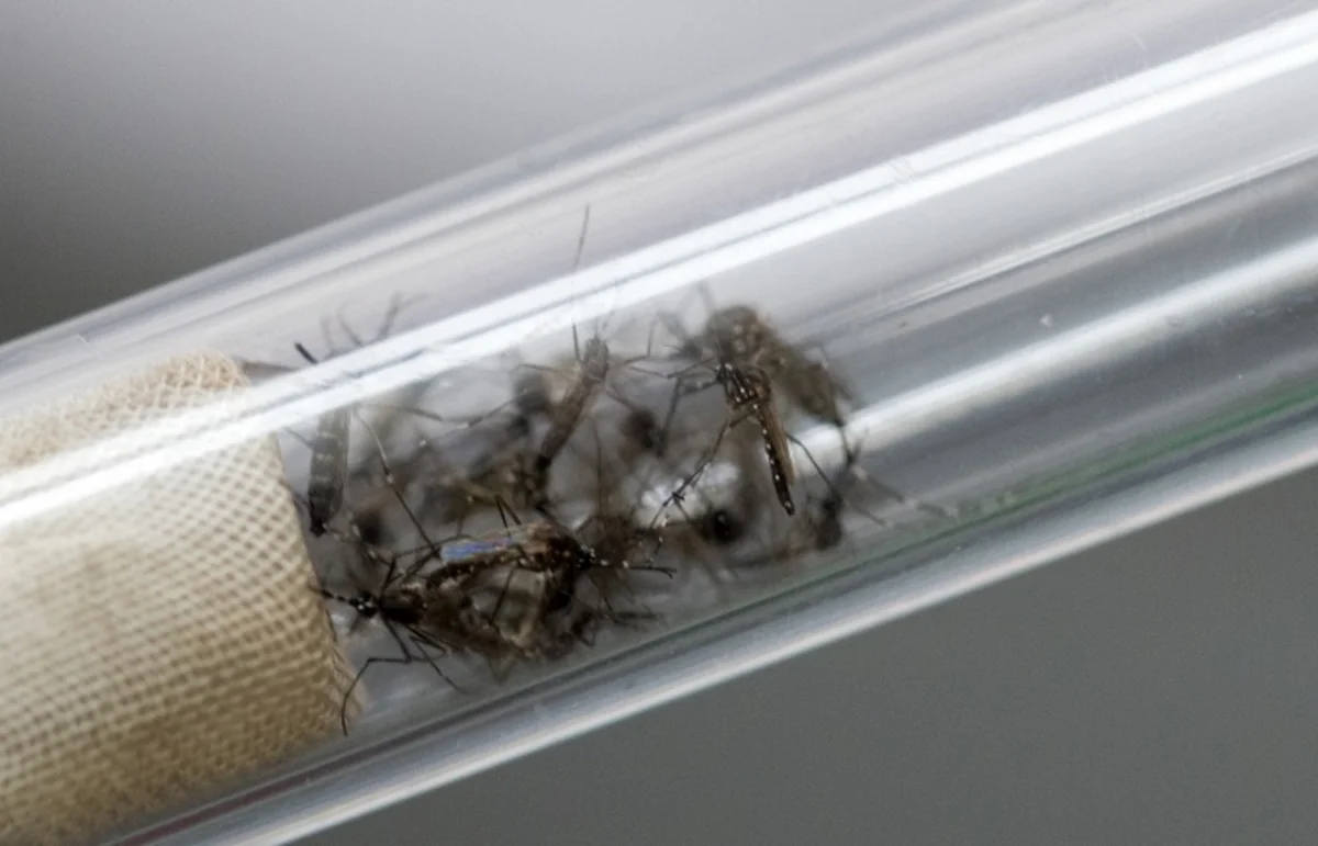 ​Rusiyada Zika virusuna ikinci yoluxma faktı aşkar edilib