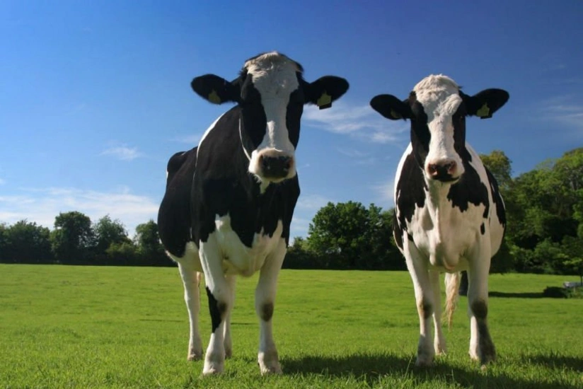 İsveçrədə inək buynuzları ilə bağlı referendum keçiriləcək