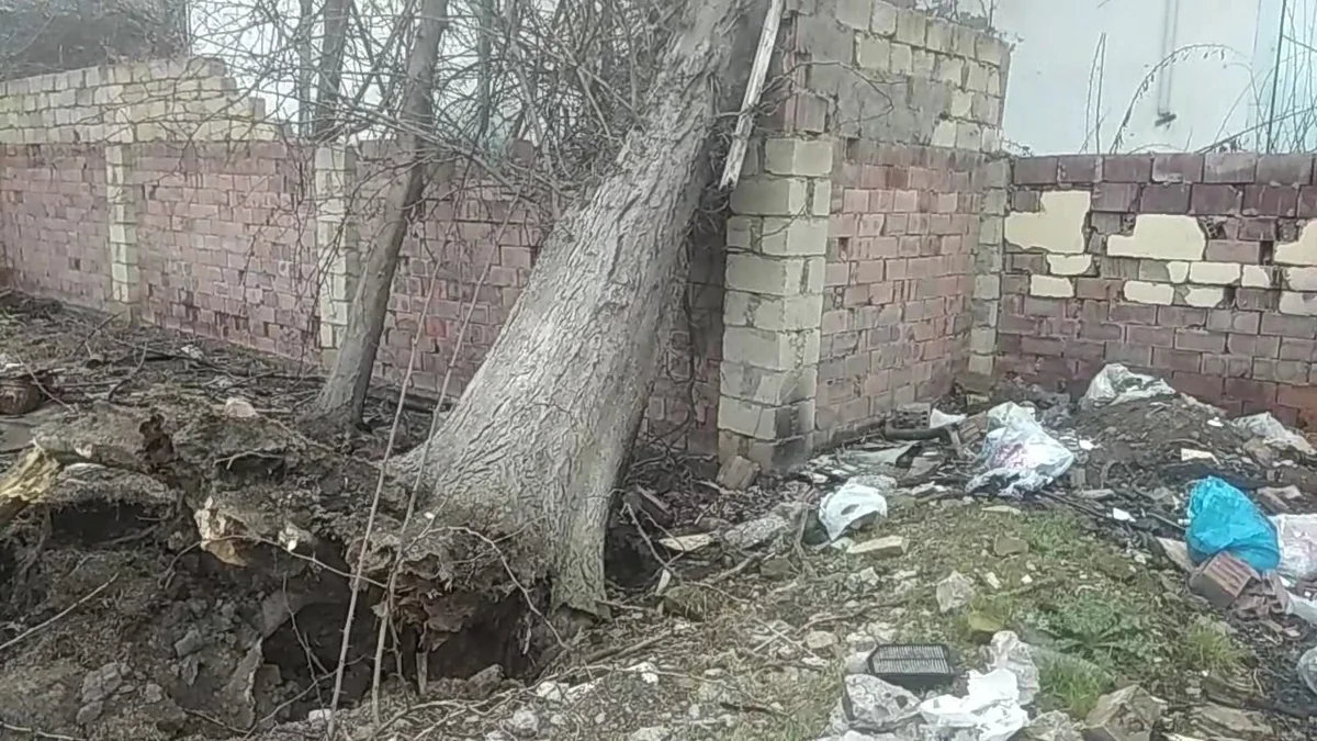 Salyanda 100 yaşlı ağac aşıb 