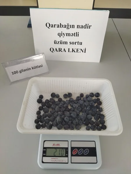 Qarabağın nadir üzüm sortları yenidən çoxaldılır